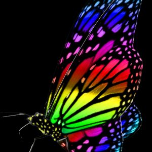 ColorFly 16x20