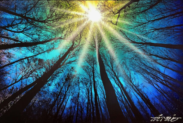 Forest Sky